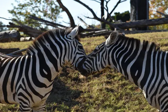 Casino Rockn Rolla Ondersteuning